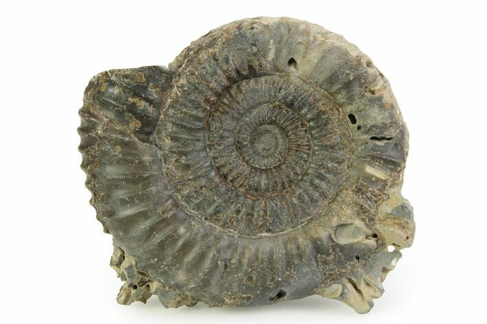 Jurassic Ammonite (Dactylioceras) Fossil - England #351309